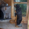Bear Holding a Stump