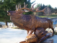 Elk (alternate angle)