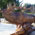 Elk (alternate angle)