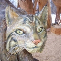 Bobcat Face