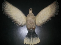 Mourning Dove in Flight