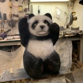 Panda Bear