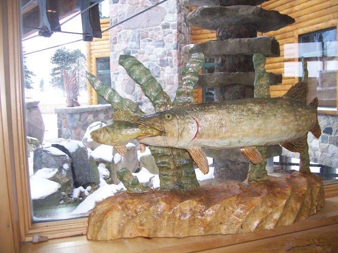 pike-eating-a-perch-at-the-lodge.jpg